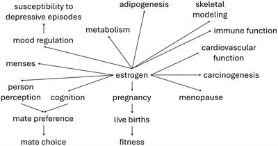 Perspective: the evolution of hormones and person perception—a quantitative genetic framework